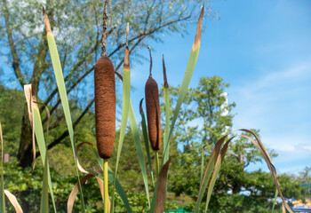 ガマという植物の写真。きりたんぽに見える植物の写真。