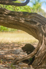 Dog resting under a tree trunk