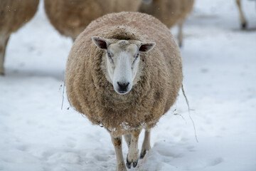 A closeup of a large domestic woolly sheep that is staring with its eyes open wide and its ears...