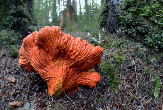 Lobster Mushroom (Hypomyces lactifluorum) close up with needles and moss