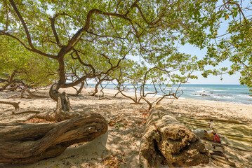 Beach seen under a native tree in Costa Rica