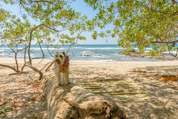 Schnauzer dog standing on a tree trunk