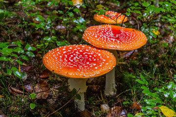 Fly agaric mushroom (Amanita muscaria) in a forest