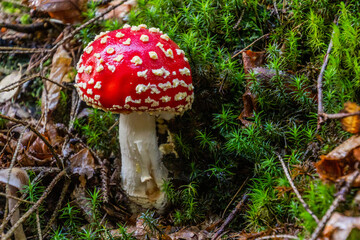 Fly agaric mushroom (Amanita muscaria) in a forest