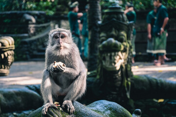 a baboon sitting on a rock