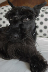 A cute Schnauzer breed dog is happy and calm in bed looking towards the camera. Schnauzer picture 2021.