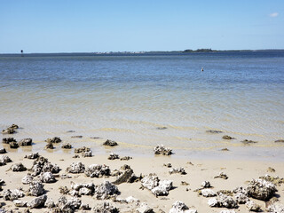 Seagull floating on the ocean at rocky Sanibel island