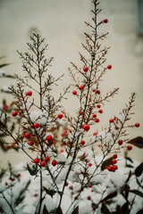 berries in snow