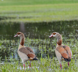 Two Egyptian Geese by a Lake