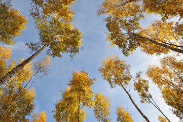 Fototapeta premium Yellow birch trees from below