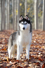 Adult siberian husky in a forest with dry leaves