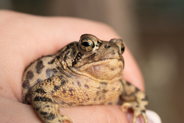 Hand Holding a  North American Toad