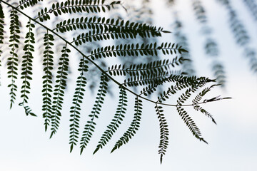 Graphic black leaves on a white background. Jacaranda branch close-up. Silhouette of tropical leaves. Romantic wallpaper