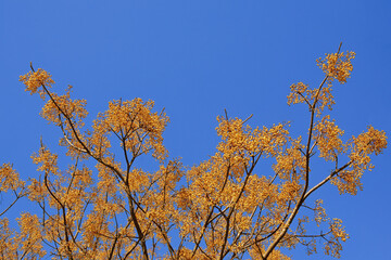 Autumn background. Branches of Chinaberry tree ( Melia azedarach ) with yellow clusters of fruit against blue sky. Copy space