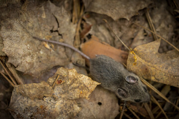mouse on forest floor among fall leaves