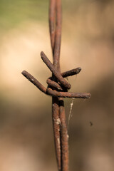 close-up of rusty antique barbed wire