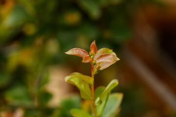 Delicate green crepe myrtle leaves with orange tinge  close up with bokeh background