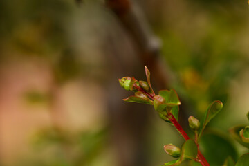 Naklejka na ściany i meble Delicate green crepe myrtle leaves with orange tinge close up with bokeh background