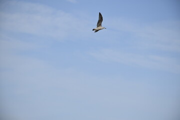 Close up, flying bird over the beach 