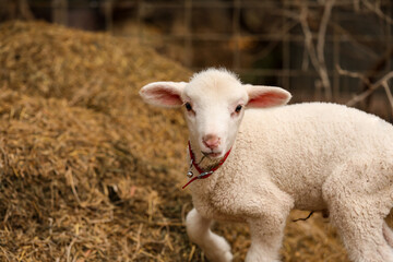 Portrait of beautiful baby lamb wearing red collar with bell looking directly at camera with copy space