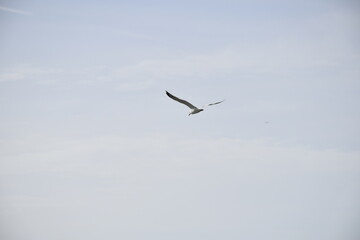 Close up, flying bird over the beach 