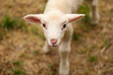 Portrait of beautiful baby lamb wearing red collar with bell looking directly at camera with copy space