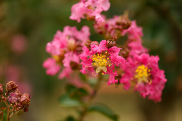 Beautiful close up image of vibrant pink crepe myrtle flowers and buds