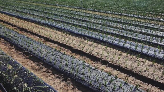 View of field planted with ripening organic scallions. Farming. Food production 