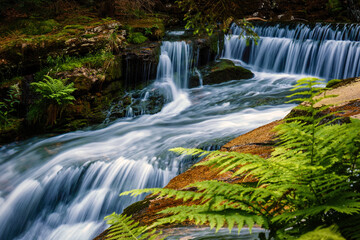 close-up of fern leaves with a beautiful waterfall in the background