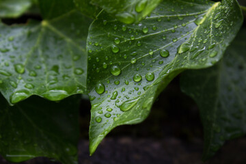 water drops on a green ivy leaf spring ecology earth protection concept