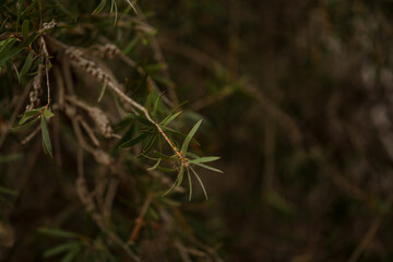 Gum nuts growing on Australian weeping bottlebrush tree. Dark and moody setting.