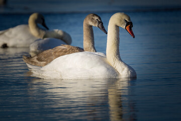 two swans in the lake