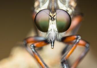 close up of a fly