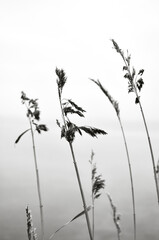 Reed in black and white