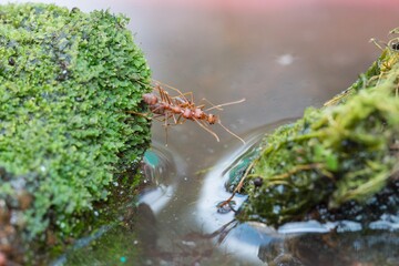red ants with green moss on stone