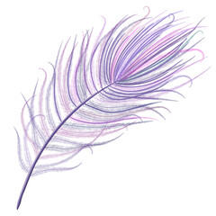 Peacock feather realistic in boho style. Luxury design.