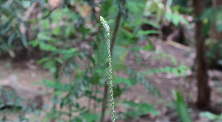 Selective focus on inflorescence of a Prickly chaff flower(Gas Karalheba)