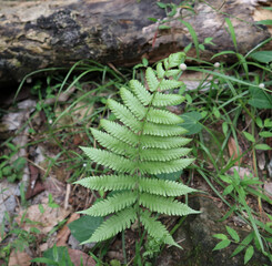 Close up of a bracken fern frond on ground
