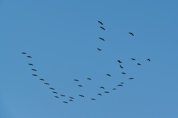 Zugvögel am Himmel, Wildgänse kommen zurück, Graugänse, Rückkehr aus dem Winterquartier, Frühlingsbeginn