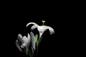 white crocus flower © CELIKELPHOTOGRAPHY