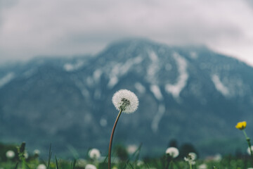 Wishing flower infront of snow capped mountains