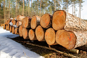 Logs of wood covered with a thick layer of snow. Deforestation in Central Europe.