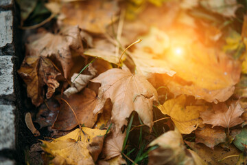Yellow autumn maple leaves on green grass