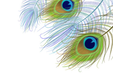 Obraz premium Peacock feather realistic in boho style. Luxury design.