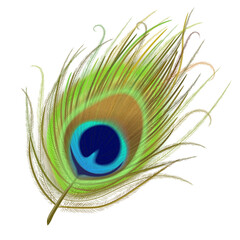 Obraz premium Peacock feather realistic in boho style. Luxury design.