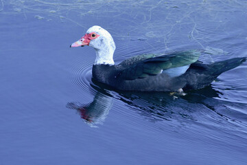 PATO