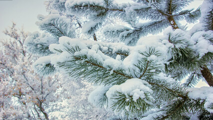 fluffy pine branches in the snow