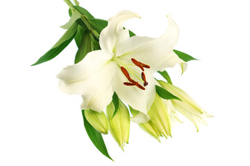 white lily bud in bunch isolated on white background