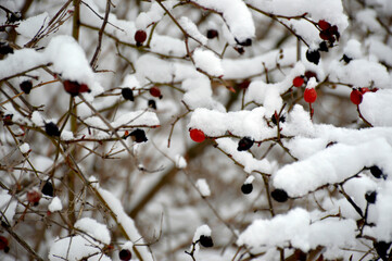 red and black rose hips hang on the branches of a bush and are covered with caps of snow