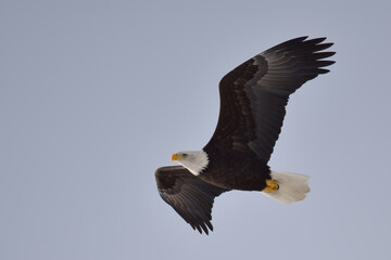 American bald eagle in flight